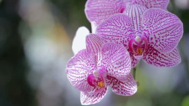 Gün kış veya bahar tasarımı güzellik ve tarım için Orkide Bahçe orkide çiçek. Phalaenopsis orkide ya da güve orkide.