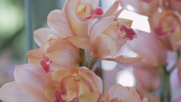 Ορχιδέα Λουλούδι Στον Κήπο Ορχιδέα Χειμωνιάτικες Ανοιξιάτικες Ημέρα Για Σχεδιασμό — Αρχείο Βίντεο