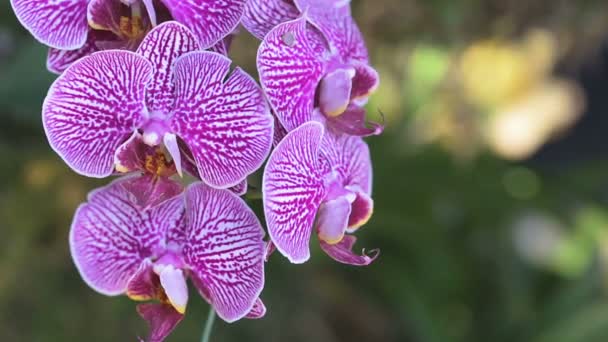 Flor Orquídea Jardín Orquídea Invierno Día Primavera Para Belleza Diseño — Vídeos de Stock