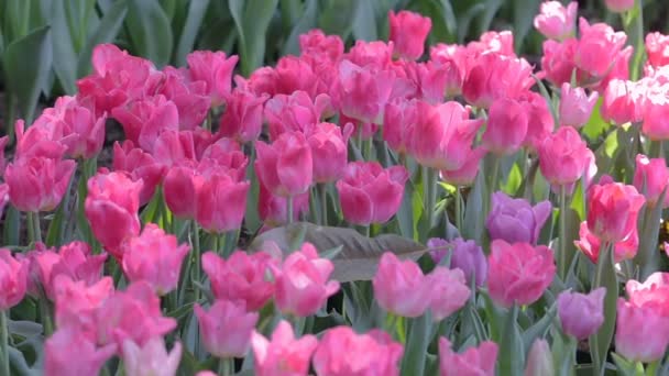 郁金香花和绿叶背景在郁金香领域的冬季或春季装饰和农业设计 — 图库视频影像