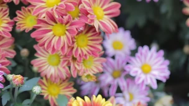 Margherita Fiore Verde Foglia Sfondo Nel Giardino Fiorito Estate Soleggiata — Video Stock