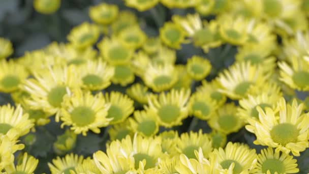 黄色の花 日当たりの良い夏や美装飾と農業デザインの春の日の庭で緑の葉の背景 — ストック動画