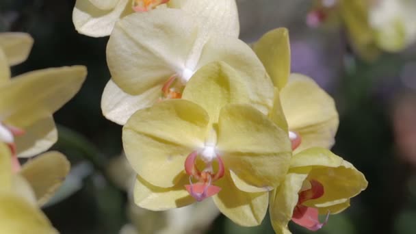 Квітка Орхідеї Сад Орхідей Зимовий Або Весняний День Краси Сільського — стокове відео