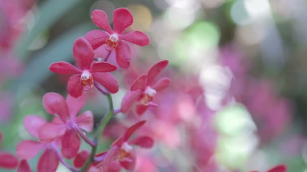 冬季或春季 兰花园中的兰花为明信片之美和农业理念设计 Mokara Orchid — 图库视频影像