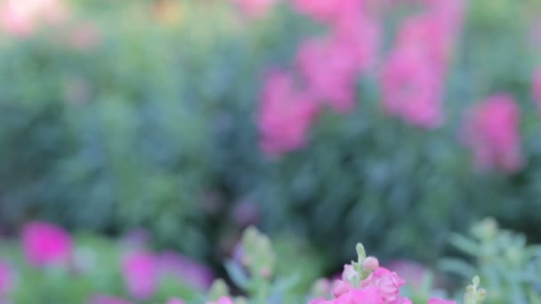 日当たりの良い夏や美装飾と農業デザインの春の日でキンギョソウの花庭のキンギョソウの花と緑葉をピンクします キンギョソウの花 — ストック動画