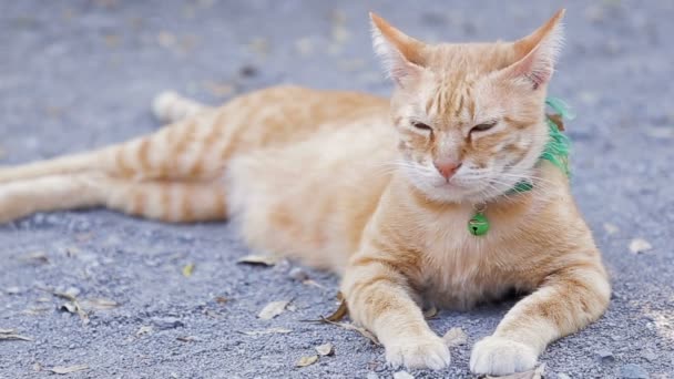 Mignon chat domestique couché sur le terrain. Thaï orange et blanc chat 