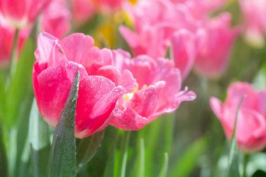 Kışın veya ilkbaharda lale tarlasında yeşil yapraklı lale çiçeği. Kartpostal süsleme ve tarım konsepti tasarımı için..