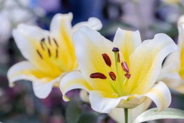 Lily çiçek ve yaprak yeşil arka bahçede güneşli yaz veya bahar günü güzellik süsleme ve tarım tasarım için. Lily Lilium melez.