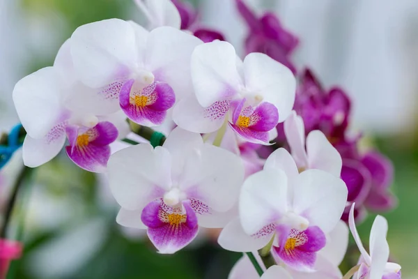 Orchid flower in orchid garden at winter or spring day for beauty and agriculture concept design. Phalaenopsis orchid.