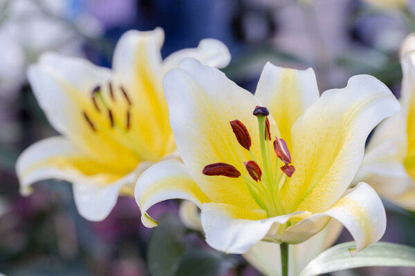 Lily flower and green leaf background in garden at sunny summer or spring day for beauty decoration and agriculture design. Lily Lilium hybrids.