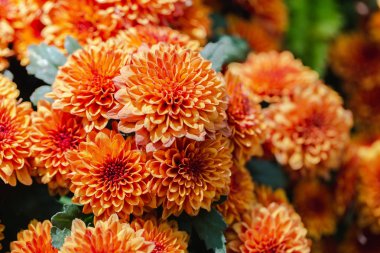 Kartpostal güzellik dekorasyon ve tarım tasarımı için güneşli yaz veya bahar gününde bahçede turuncu sarı çiçek ve yeşil yaprak arka plan.