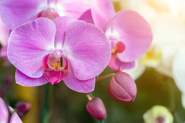 Flor de la orquídea en jardín de la orquídea en invierno o día de la primavera para la belleza de la postal y el diseño del concepto de la idea de la agricultura. Orquídea Phalaenopsis. — Foto de Stock