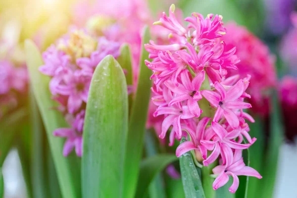 Hyacinth flower and green leaf background in garden at sunny summer or spring day for postcard beauty decoration and agriculture design. Hyacinthus flower.