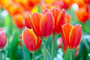 Kışın veya ilkbaharda lale tarlasında yeşil yapraklı lale çiçeği. Kartpostal süsleme ve tarım konsepti tasarımı için..