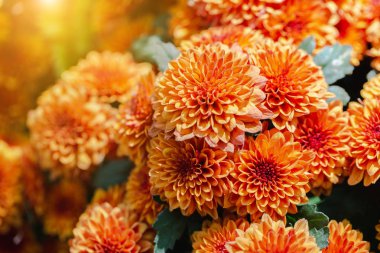 Portakal çiçeği ve güneşli yaz veya bahar günü kartpostal güzellik dekorasyon ve tarım tasarımı için bahçede yeşil yaprak.