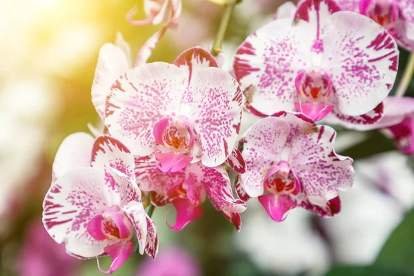 Fiore del Orchid nel giardino del orchid al giorno di primavera o di inverno per progettazione di concetto di agricoltura e di bellezza. orchidea di Phalaenopsis — Foto Stock