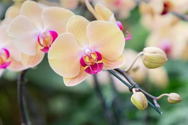 Flor de la orquídea en jardín de la orquídea en invierno o día de la primavera para la belleza y el diseño del concepto de la agricultura. Orquídea Phalaenopsis — Foto de Stock