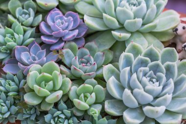Succulents veya çöl Botanik Bahçe Dekorasyon ve tarım tasarımı için kaktüs.