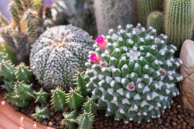 Succulents veya çöl Botanik Bahçe Dekorasyon ve tarım tasarımı için kaktüs.