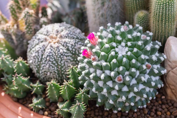 Succulents or cactus in desert botanical garden for decoration and agriculture design. — Stok Foto