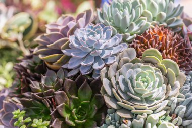 Succulents veya çöl Botanik Bahçe Dekorasyon ve tarım tasarımı için kaktüs.