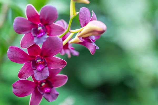 Fleur d'orchidée dans le jardin d'orchidée au jour d'hiver ou de printemps pour la conception de concept de beauté et d'agriculture. Orchidée de Dendrobium . — Photo