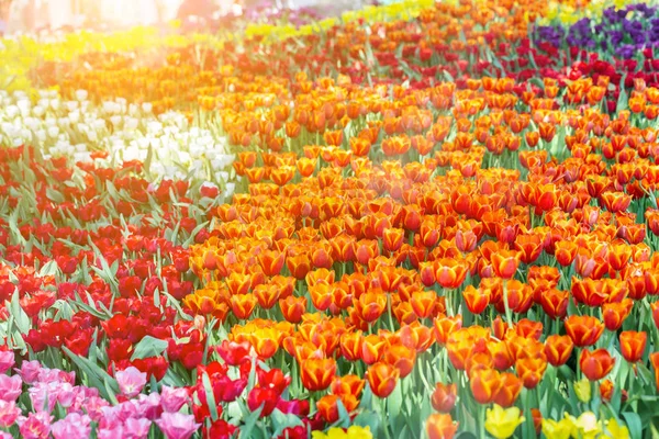 Flor de tulipa com fundo de folha verde no campo de tulipa no inverno ou no dia da primavera para decoração de beleza de cartão postal e design de conceito de agricultura. — Fotografia de Stock