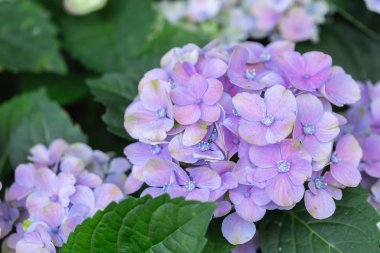 Hydenyia çiçek ve yeşil yaprak arka bahçede güneşli yaz veya bahar günü kartpostal güzellik dekorasyon ve tarım tasarım.