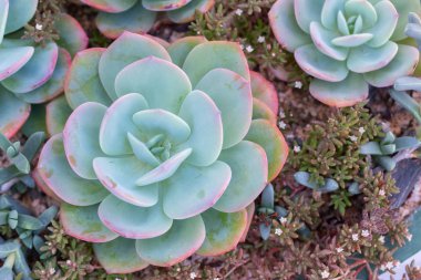 Succulents veya çöl Botanik Bahçe Dekorasyon ve tarım tasarımı için kaktüs.