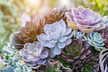 Succulents veya çöl Botanik Bahçe Dekorasyon ve tarım tasarımı için kaktüs.