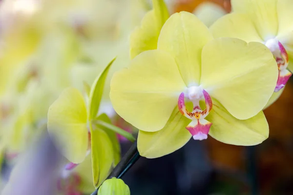 Fleur d'orchidée dans le jardin d'orchidée au jour d'hiver ou de printemps pour la conception de concept de beauté et d'agriculture. Orchidée de Phalaenopsis . — Photo