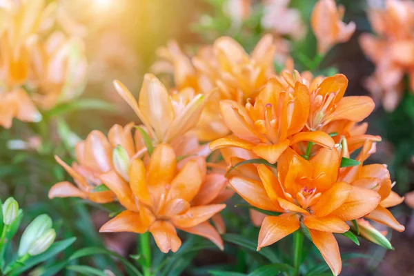 Orange flower and green leaf in garden at sunny summer or spring day for postcard beauty decoration and agriculture design.