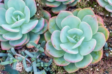 Succulents veya çöl Botanik Bahçe Dekorasyon ve tarım tasarımı için kaktüs.