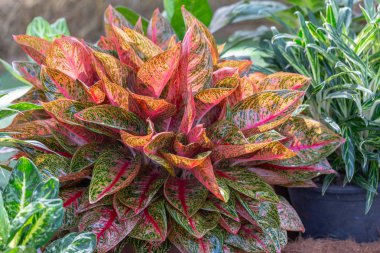 Colorful of Aglaonema plants in the garden. Variegated plants for beauty decoration and agriculture design. clipart