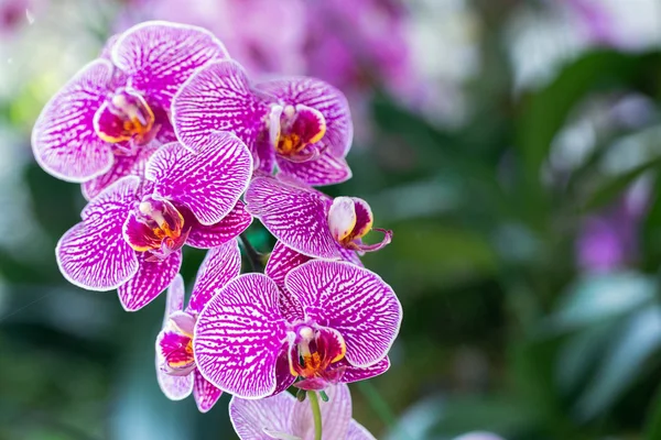 Fleur d'orchidée dans le jardin d'orchidée au jour d'hiver ou de printemps pour la conception de concept de beauté et d'agriculture. Phalaenopsis Orchidaceae . — Photo