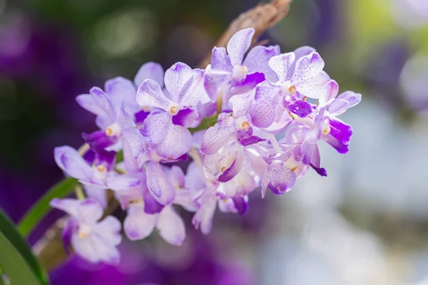 Flor de la orquídea en jardín de la orquídea en invierno o día de la primavera para la belleza y el diseño del concepto de la agricultura. Rhynchostylis Orchidaceae . — Foto de Stock