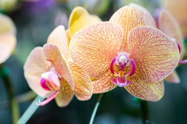Flor de la orquídea en jardín de la orquídea en invierno o día de la primavera para la belleza y el diseño del concepto de la agricultura. Phalaenopsis Orchidaceae . — Foto de Stock