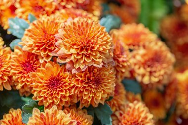 Kartpostal güzellik dekorasyon ve tarım tasarımı için güneşli yaz veya ilkbahar gününde bahçede Turuncu Dahlias çiçek ve yeşil yaprak.