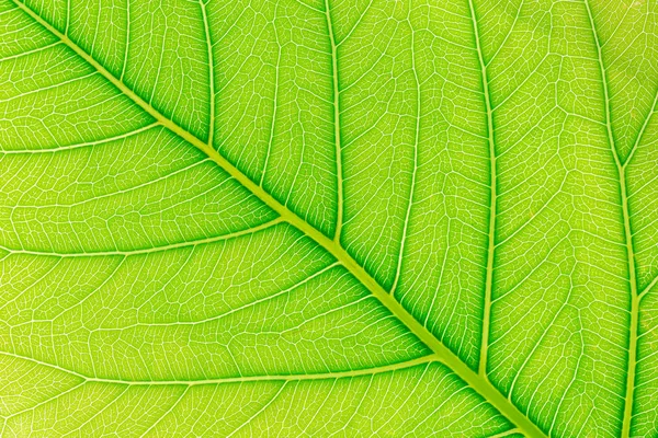 Green Leaf texture sfondo con luce dietro per modello di sito web, bellezza primaverile, ambiente ed ecologia concept design . — Foto Stock