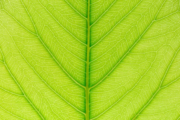 Зеленый лист текстуры фон со светом позади для шаблона сайта, весенняя красота, окружающая среда и экология концепт-дизайн . — стоковое фото