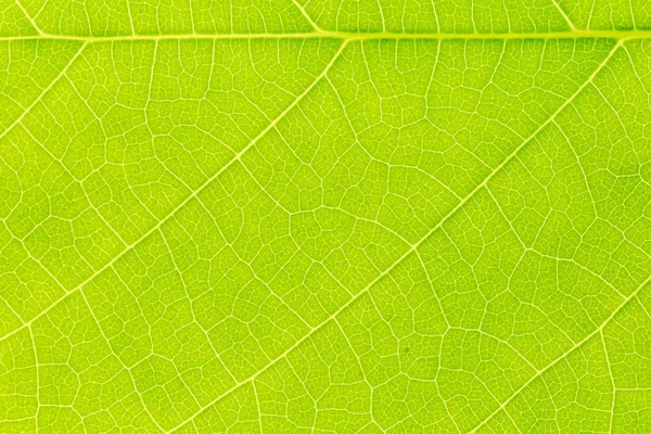 Фундамент текстури зеленого листя зі світлом позаду для шаблону веб-сайту, весняної краси, навколишнього середовища та концепції екології . — стокове фото