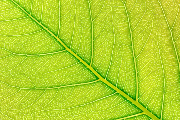 Зеленый лист текстуры фон со светом позади для шаблона сайта, весенняя красота, окружающая среда и экология концепт-дизайн . — стоковое фото