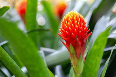 Kartpostal süsleme ve tarım tasarımı için güneşli yaz ya da bahar gününde çeşitli renklerde Bromeliad çiçeği.