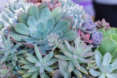 Succulents veya çöl Botanik Bahçe Dekorasyon ve tarım tasarımı için kaktüs