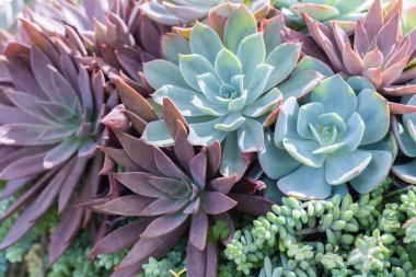 Succulents veya çöl Botanik Bahçe Dekorasyon ve tarım tasarımı için kaktüs