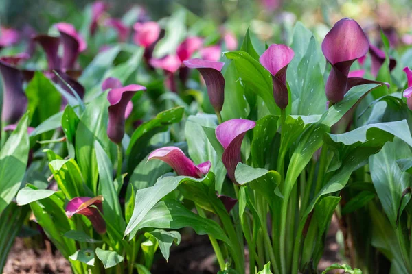 Calla Lily flor y hoja verde en el jardín en verano soleado o día de primavera para la decoración de belleza postal y el diseño de la agricultura . — Foto de Stock