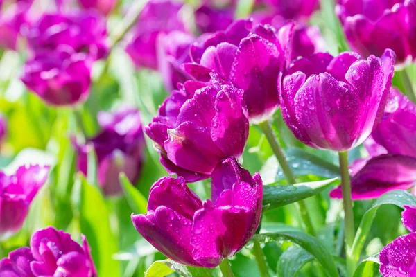 Tulipán virág zöld levél háttér tulipán területen télen vagy tavasszal a képeslap szépség dekoráció és a mezőgazdaság koncepció design — Stock Fotó