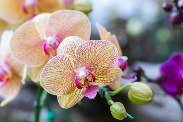 Orchideenblume im Orchideengarten am Winter- oder Frühlingstag für Schönheit und landwirtschaftliches Konzeptdesign. phalaenopsis orchidaceae. — Stockfoto