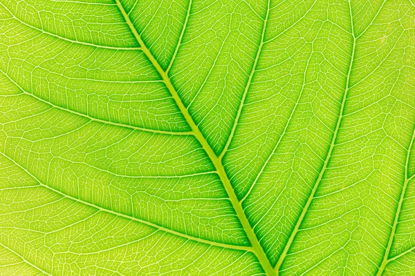 Fundo de textura de padrão de folha verde com luz por trás para o modelo do site, beleza da primavera, ambiente e ecologia conceito design . — Fotografia de Stock