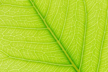 Web sitesi şablonu, bahar güzelliği, çevre ve ekoloji konsept tasarımı için arkasında ışık ile Yeşil Yaprak desen doku arka plan.